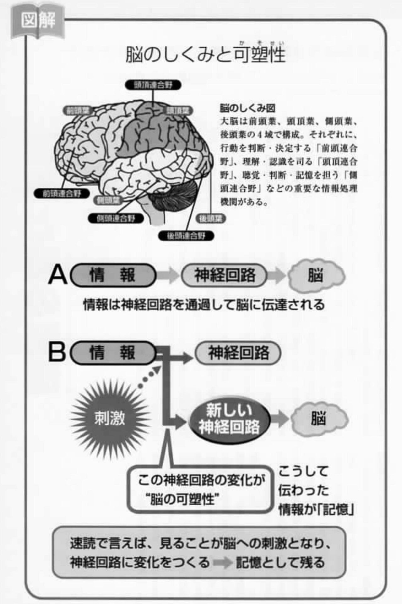 可塑性 と は